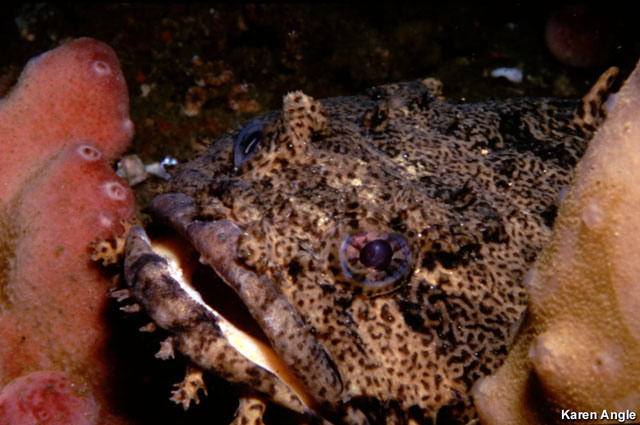深海生物