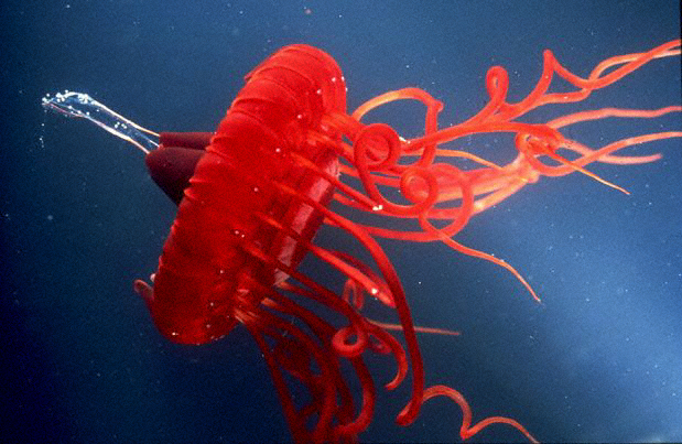 深海生物