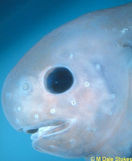 深海生物