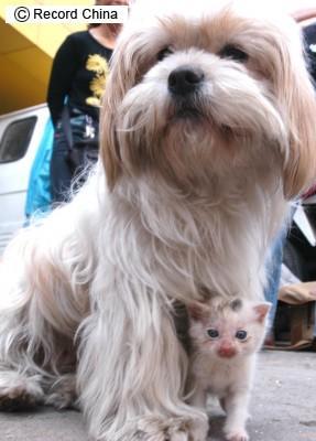 犬