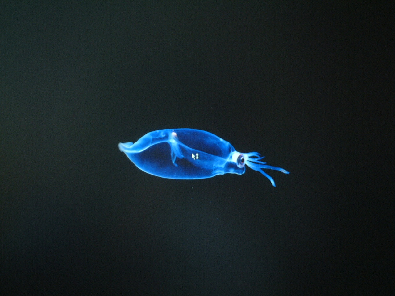 深海生物