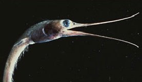 深海生物