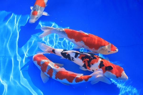koi_eye-1280x853