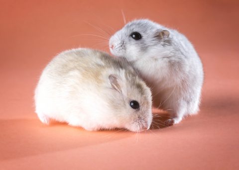 shutterstock_547831507-480x342