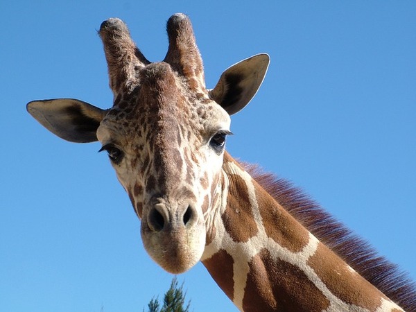 giraffe-803674_640