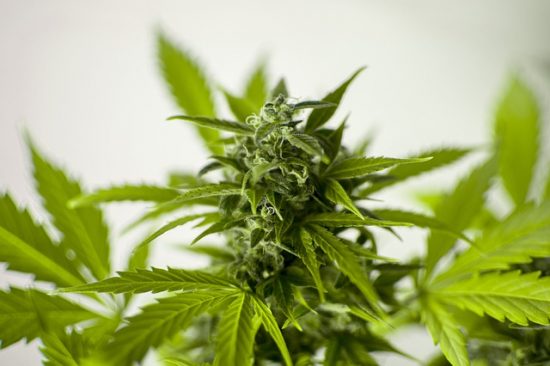 marijuana-3065611_640-550x366