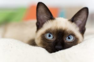 shutterstock_2399117711-300x200