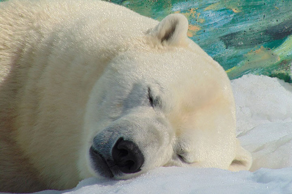 fanimal_20096_11