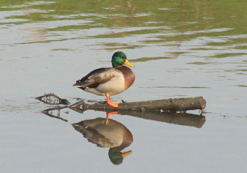 magamo
