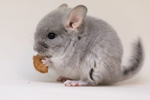 shutterstock_459228094-300x200