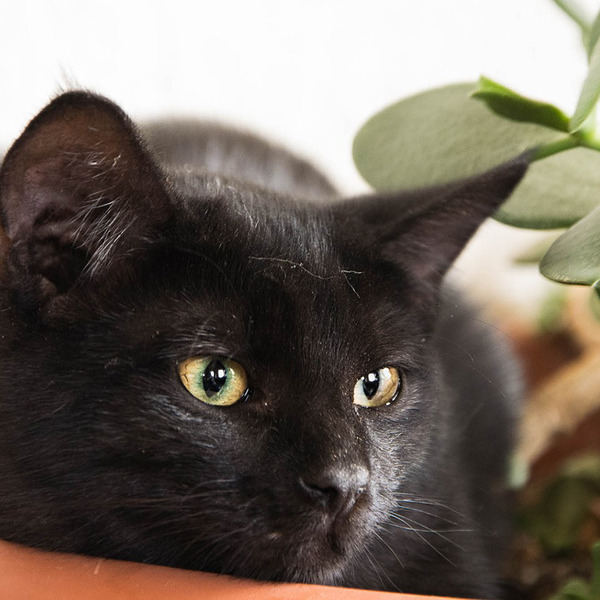 cat-1723951_1280