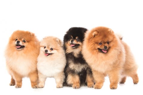 shutterstock_479923096-480x320