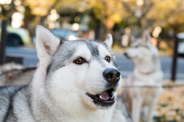 husky‗dog_0_800