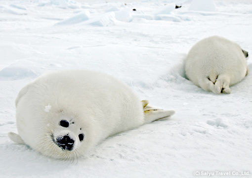 harp_seal01