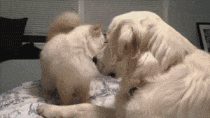 ねこ [無断転載禁止]©bbspink.com	YouTube動画>11本 ->画像>1319枚 