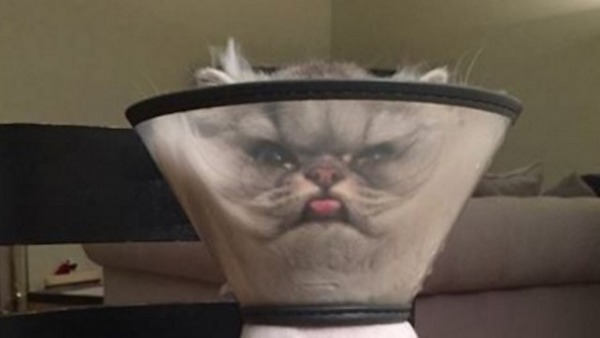 Catface-640x360