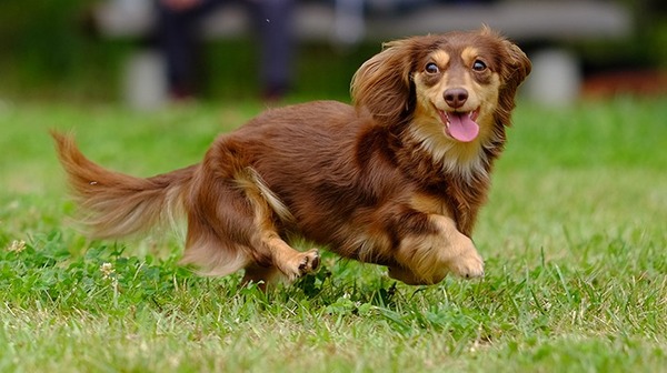 img_hernia-dog_kv-710x398