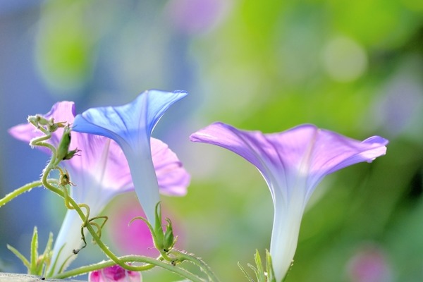 d719d1c0964d54a861fb7e12466d967d_s