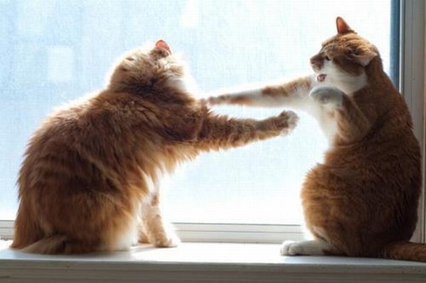 these_funny_animals_950_640_35