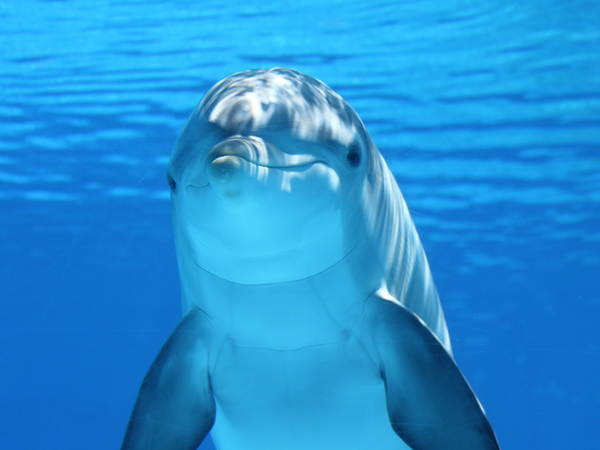 dolphin_image_800