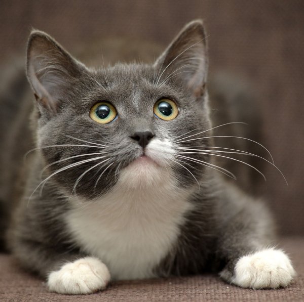 neko_fotoco1