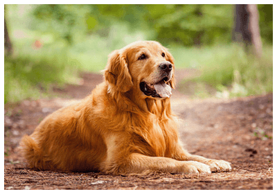 detailMain_golden-retriever