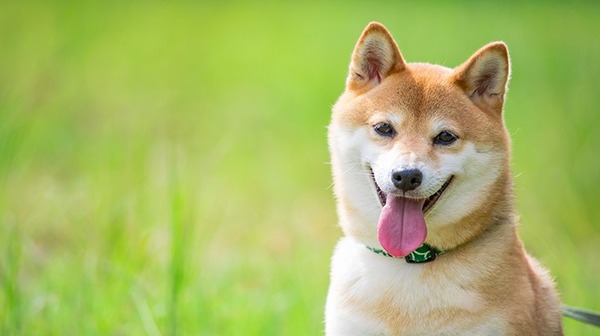 img_shiba_kind-dog_kv-710x398
