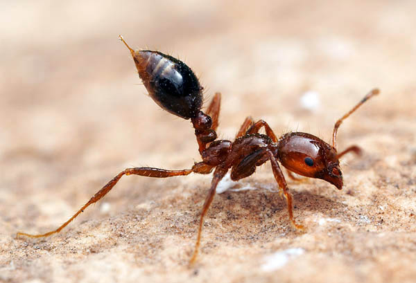 120711fireant_s