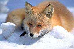 250px-Vulpes_vulpes_laying_in_snow