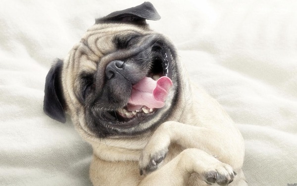 funny-animals-with-words-5-wide-wallpaper