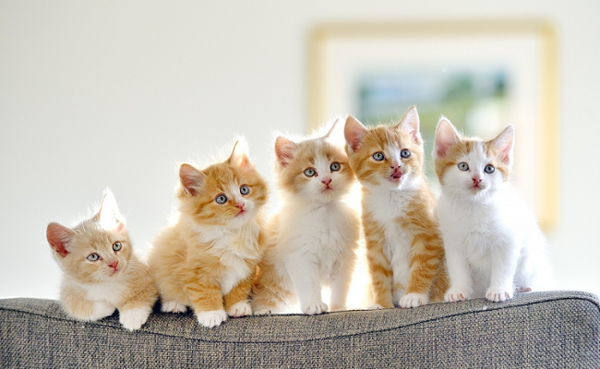 cat