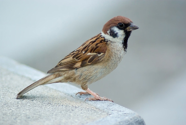 1200px-Tree_Sparrow_August_2007_Osaka_Japan