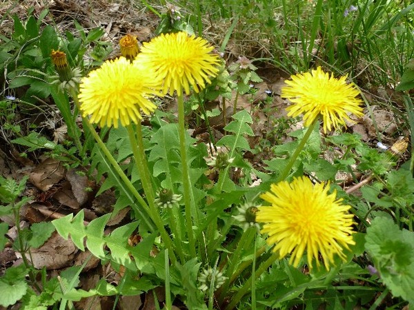 tanpopo2015