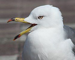250px-Larus_crassirostris_(head)
