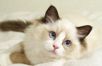 neko2