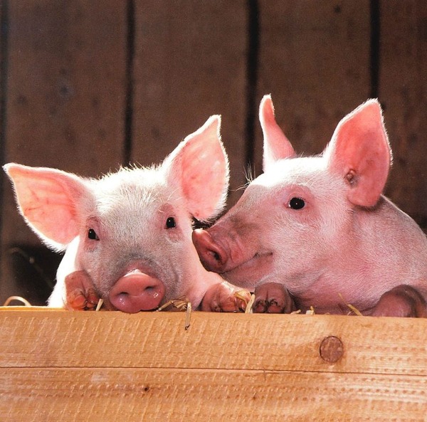 pig_1492501451-e1492503126550