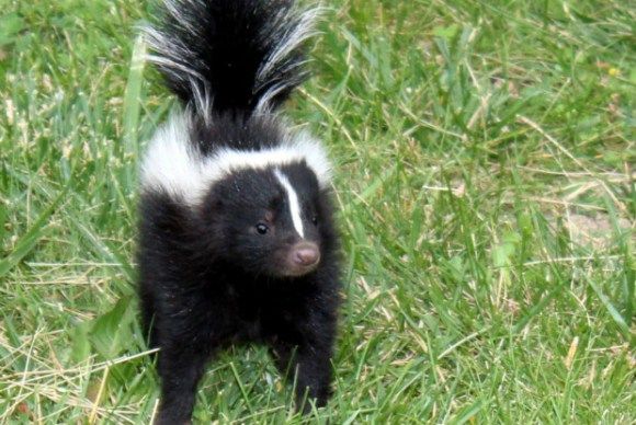 skunk