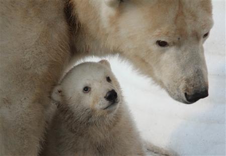 <b>円山動物園</b>でシロクマの赤ちゃんを一般公開