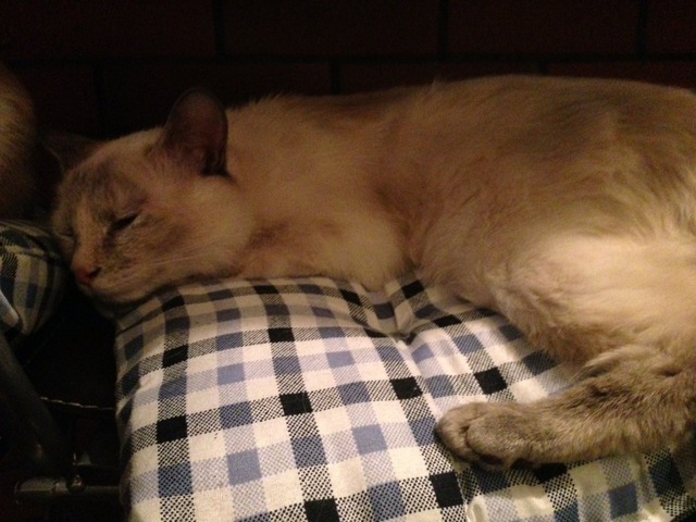 画像8