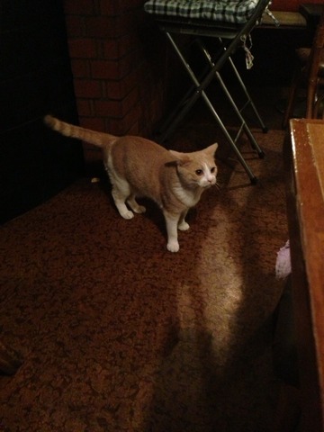 画像9