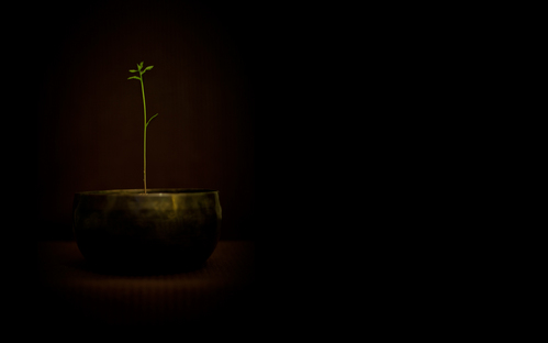 wall20ch7433