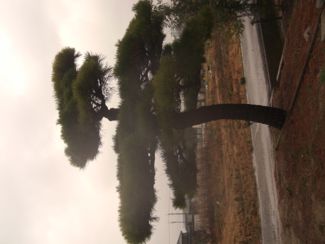 CIMG0021