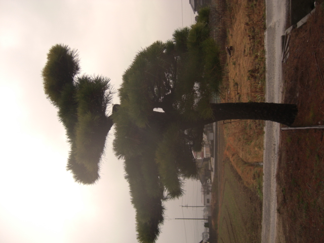 CIMG0022