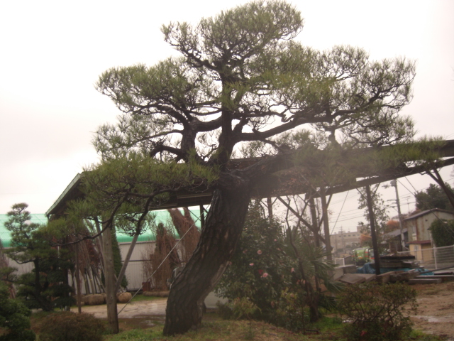 CIMG0037