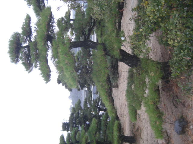 CIMG0029