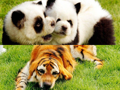 tiger_panda_dog