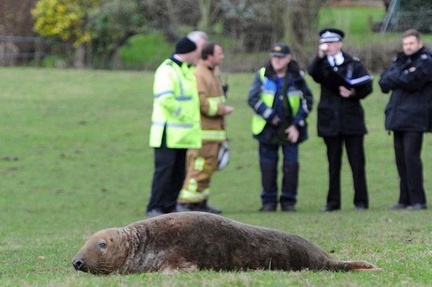 Seal-found-in-a-field-in-St-Helens (1)