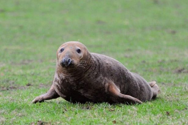 Seal-found-in-a-field-in-St-Helens