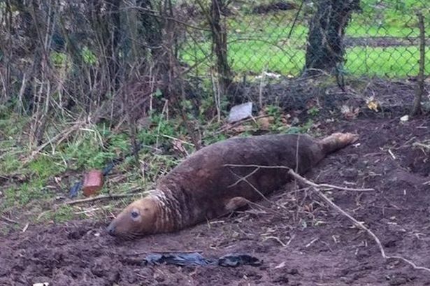Seal-found-in-the-middle-of-a-field-in-St-Helens-area