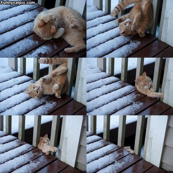 Fail_Cat